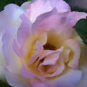 Meet your Posher, Aislinn